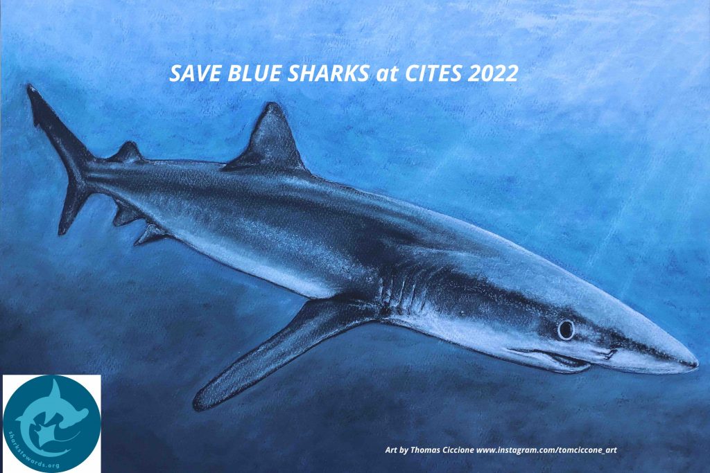 Blue shark Ciccone