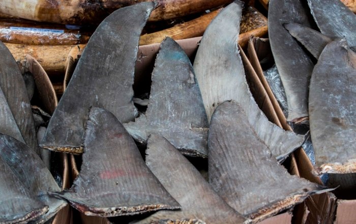 Shark Fins Drying in a Market