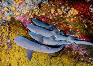 whitetip reef sharks on the bottom