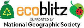 ecoblitz
