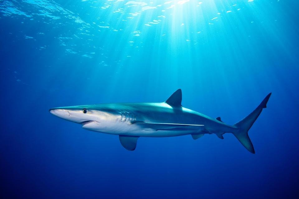 Oceanic Whitetip Shark