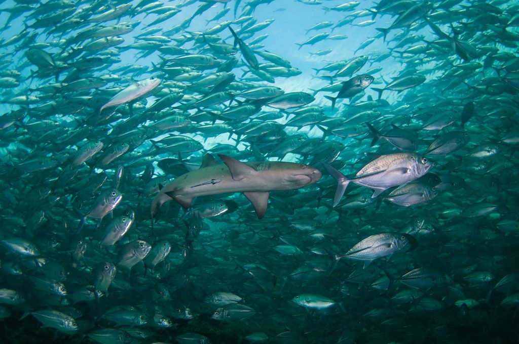 A White-Tip Reef Shark, Triaenodon obesus, swimming over the reef, surrounded by Big-Eye Trevally, Caranx sexfasciatus, Sipadan Island, Sabah, Malaysia.