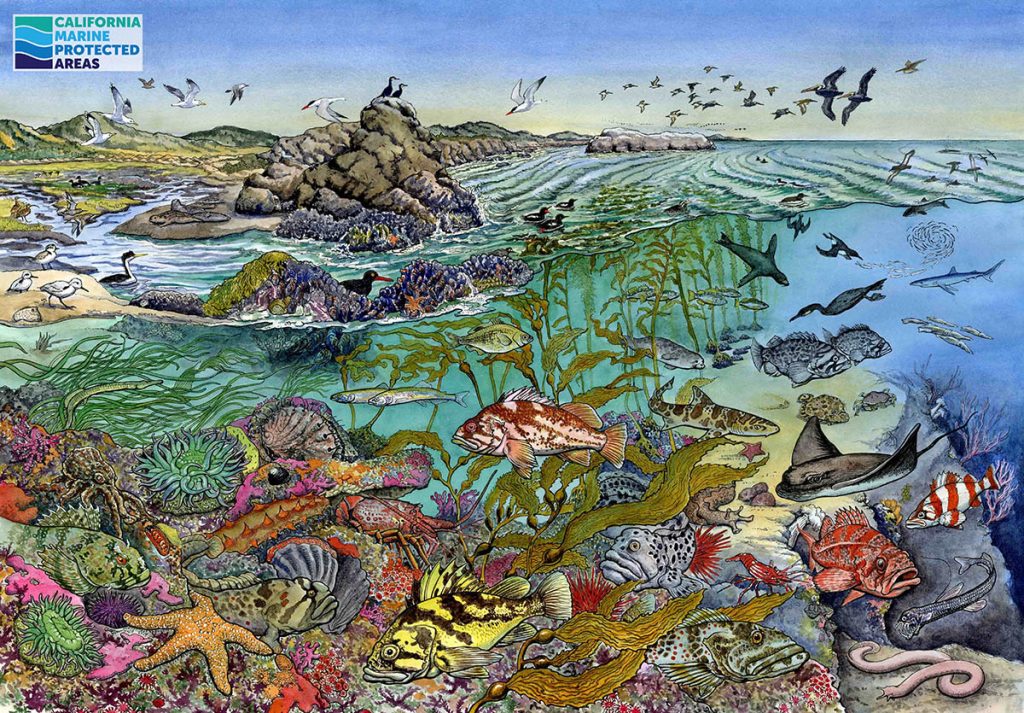 California Fish and Wildlife