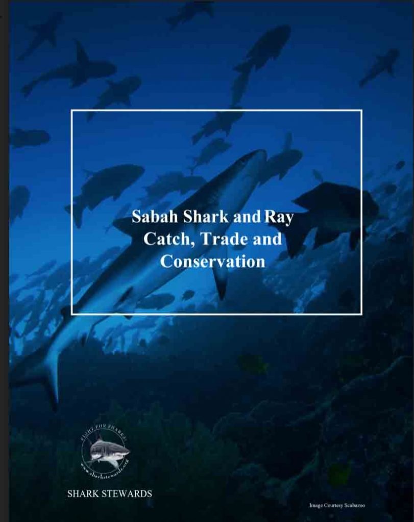 shark and ray report