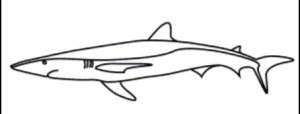 Blue Shark