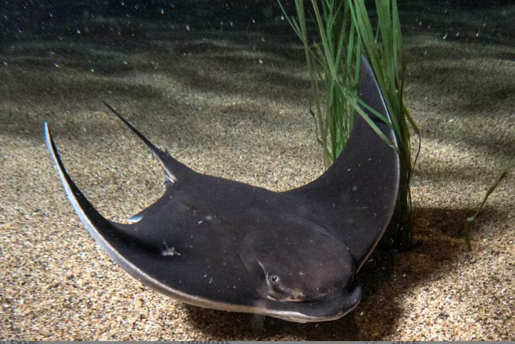 Bat Ray and eelgrass