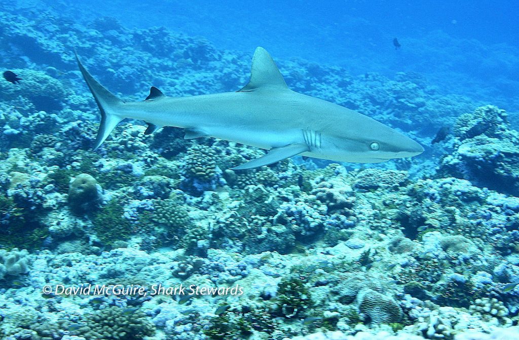 Palmyra reef shark
