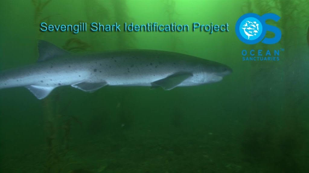 7Gill Shark