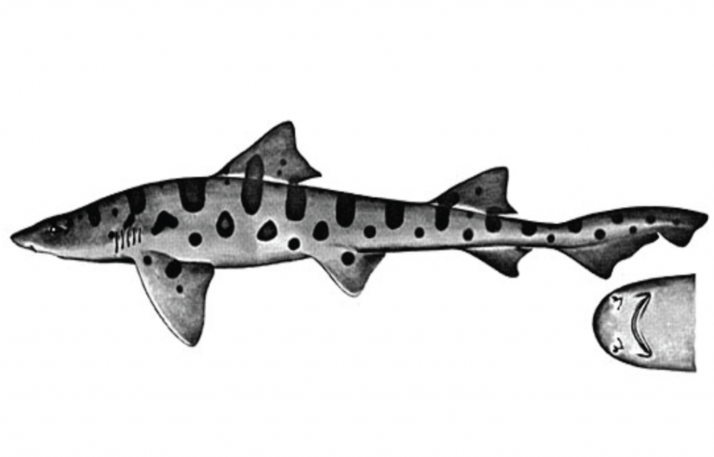 Leopard shark