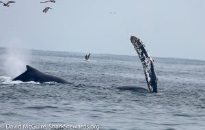 Humpback Whale fin