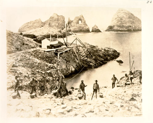S.F. Islands-Farallones-Egg Hunters