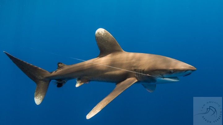shark with fishing line