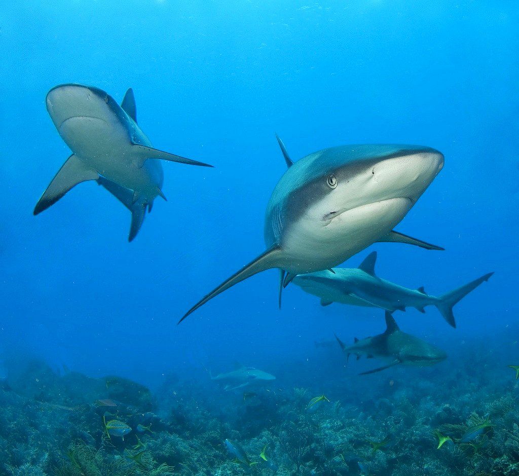 Grey Reef sharks Albert