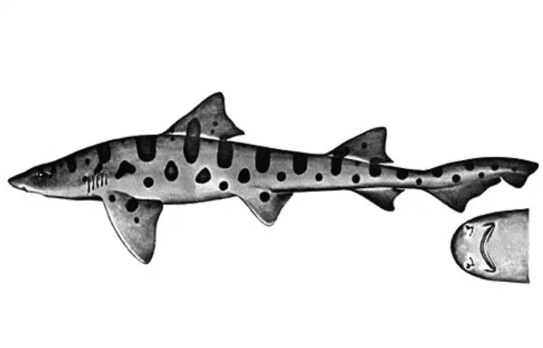 Leopars shark image