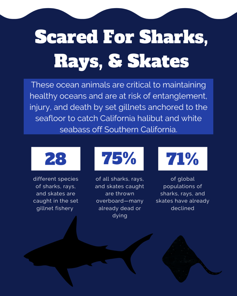 rays and shark bycatch