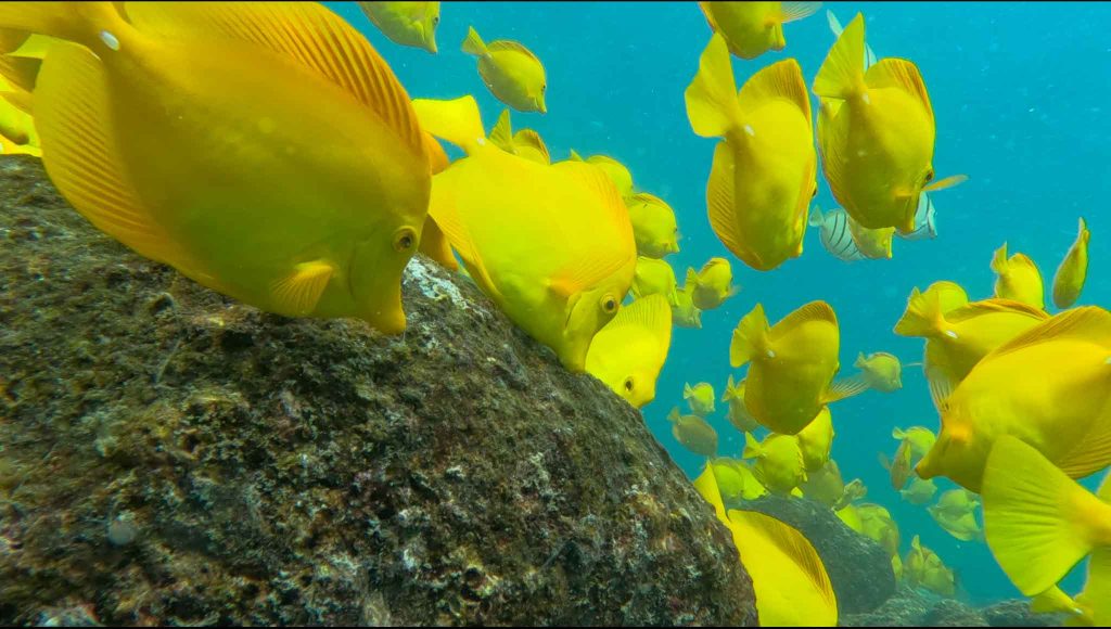 School of Tangs-2