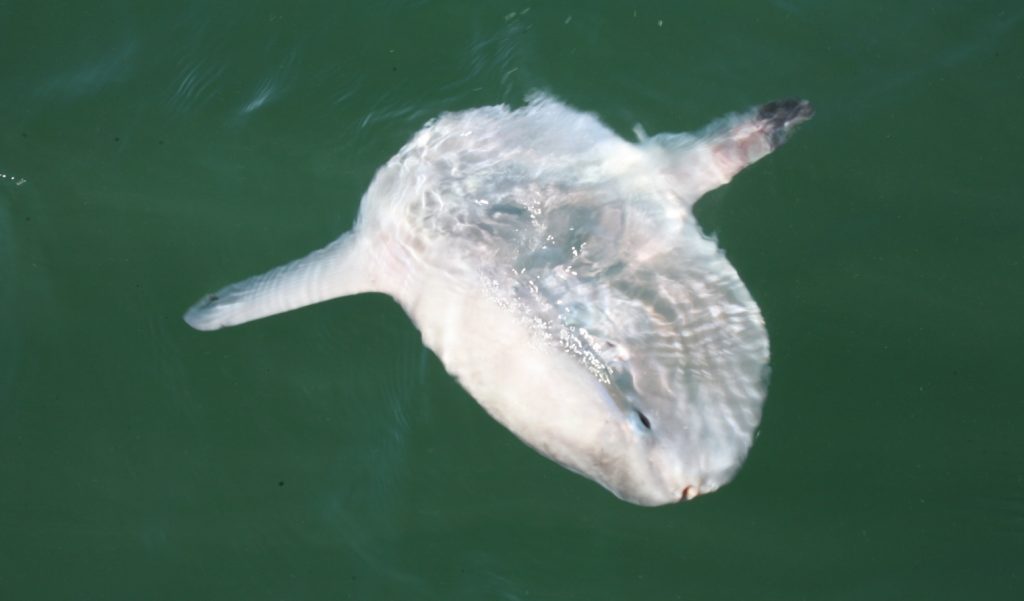 sunFish on ocean surface