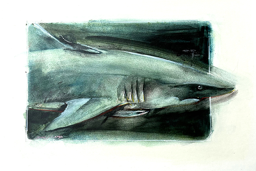 Shark & Remora