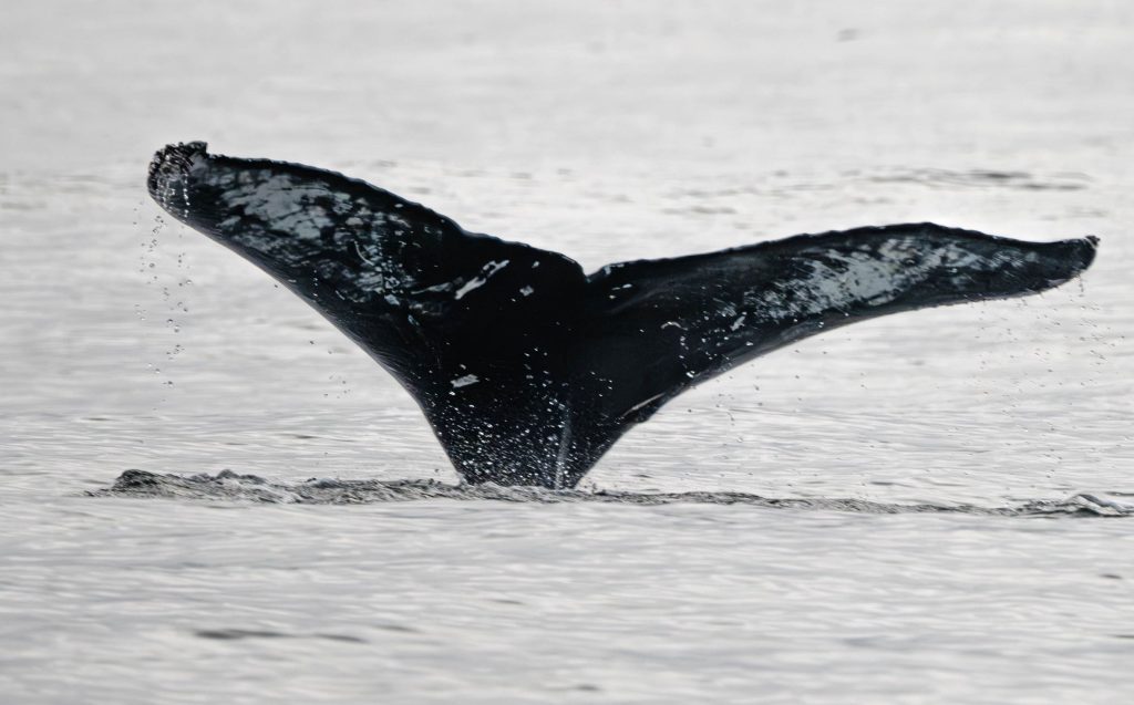 Whale Tail 