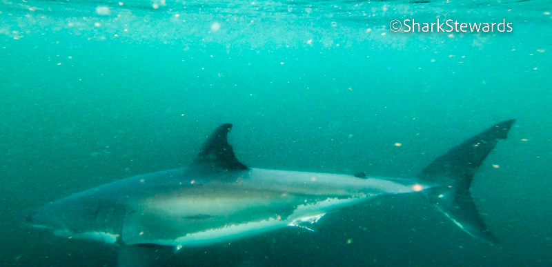 White Shark Farallones 4