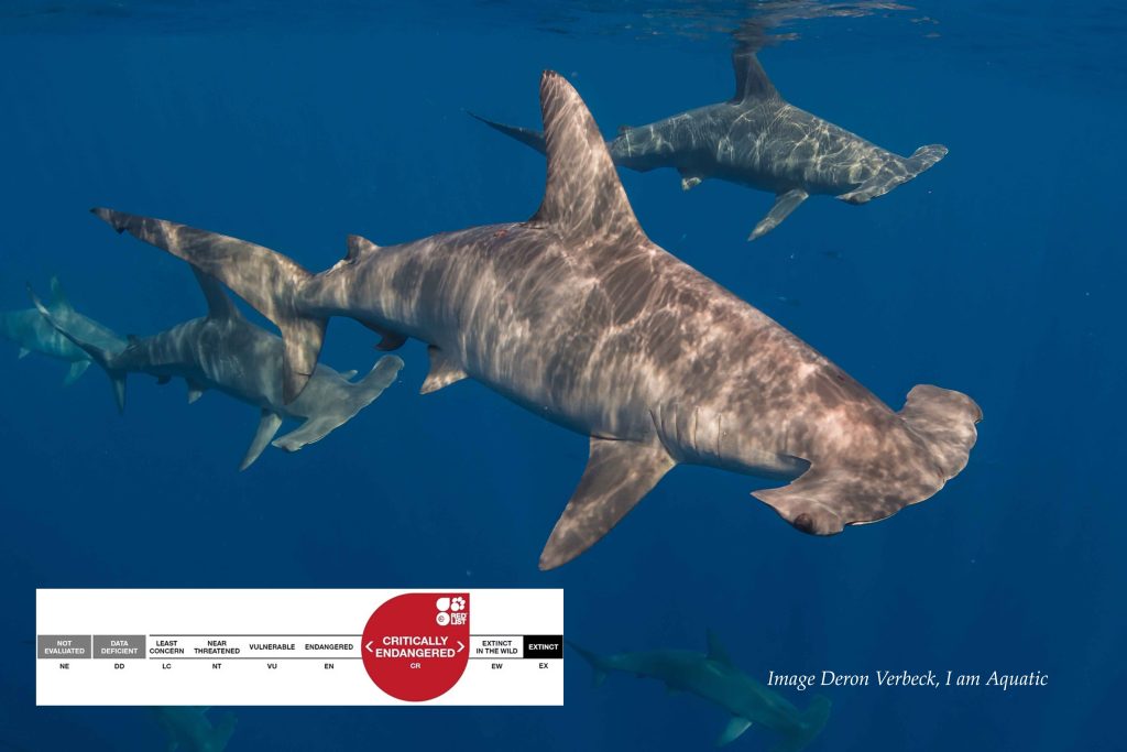 Hammerhead Iucn