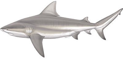 Bull Shark