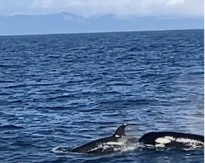 Orcas attack humpback whales