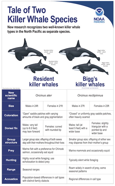 Killerwhalecomparison Infographic Swfsc Mmtd Milstein
