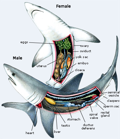 Shark anatomy diagram https://arundivysharks.weebly.com/
