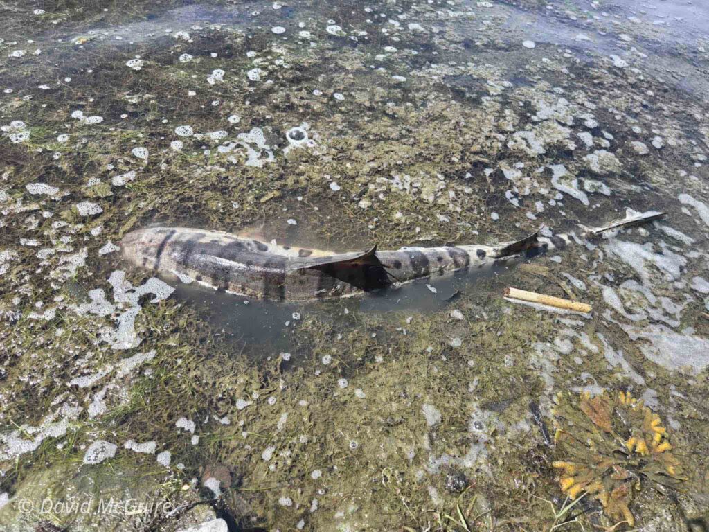 Dead leopard shark 2025 2