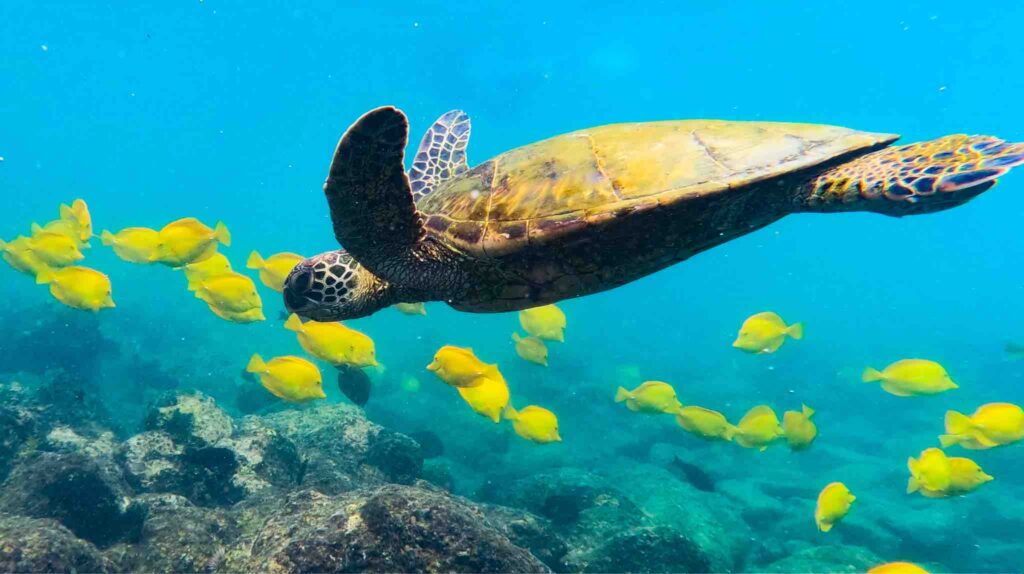 Sea turtle swimming with yellow fish