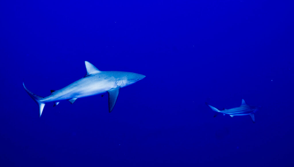 tw reef sharks swimming in blue