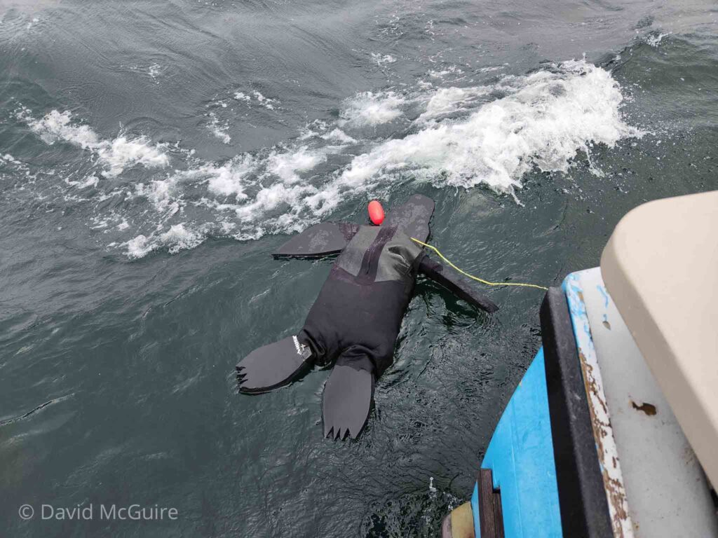 seal decoy SE Farallon Island