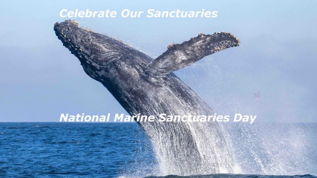 Humpback whale breaching