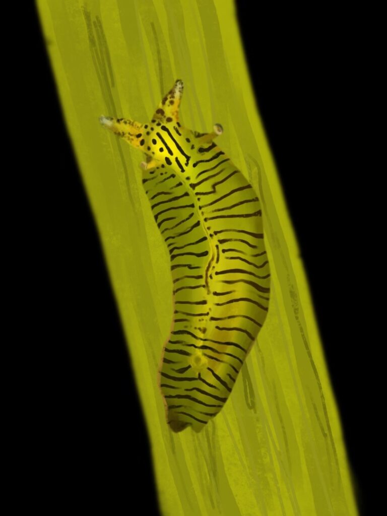 sea slug on a blade of eelgrass