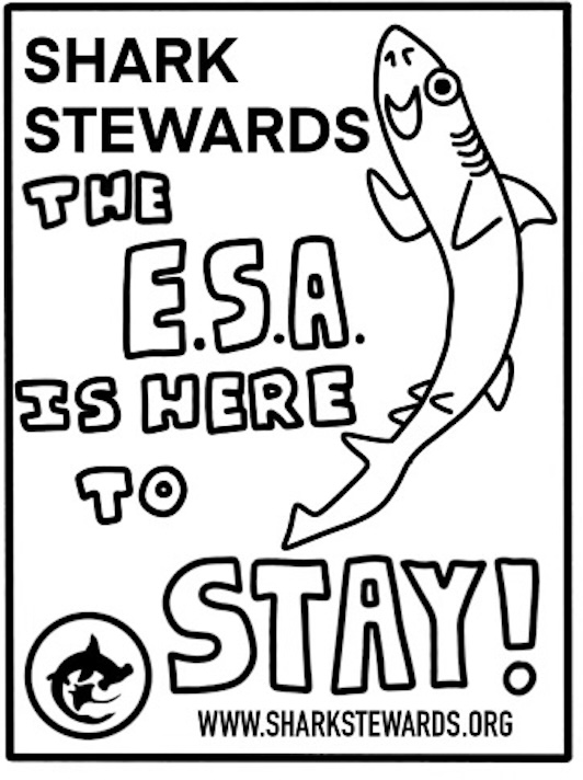 Sammy the Soupfin sharks