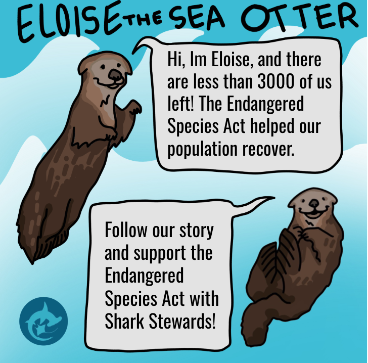 Sea otter explaining ESA